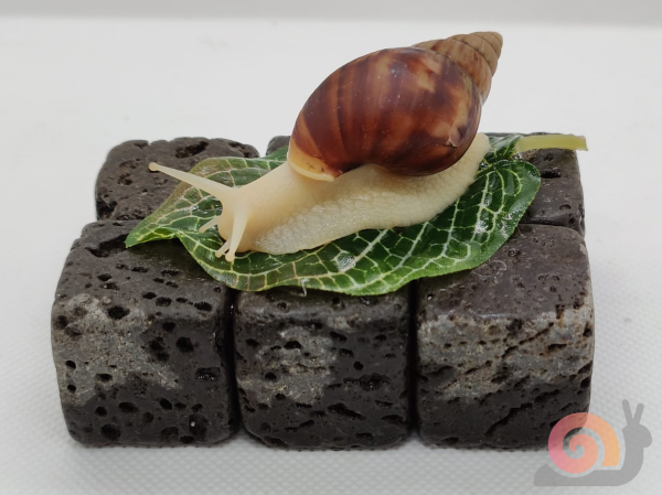 Lissachatina Fulica White Jade Starterpack